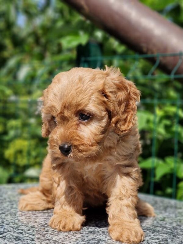 Alisa Cavapoo Alisa Cavapoo