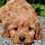 Alisa-female-Cavapoo-puppy-for-sale-4