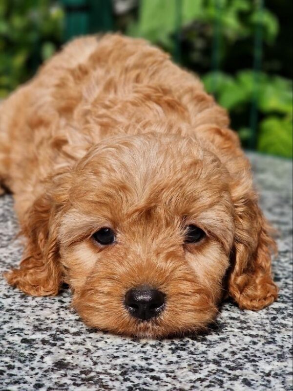 Alisa Cavapoo Alisa Cavapoo