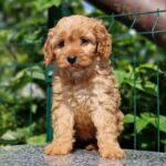 Alisa-female-Cavapoo-puppy-for-sale-5