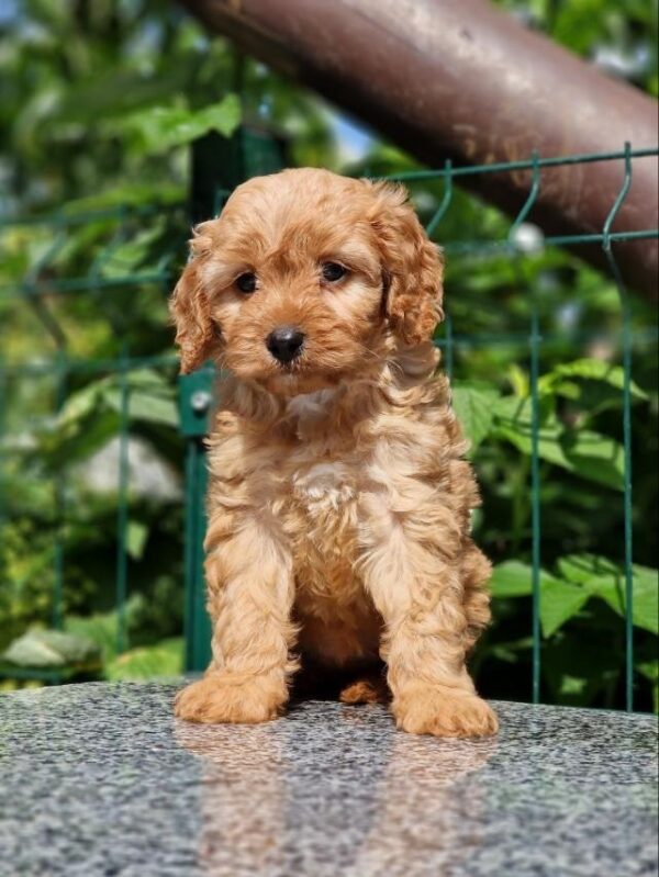 Alisa Cavapoo Alisa Cavapoo