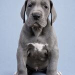 Allegra-female-Great-Dane-puppy-for-sale-1