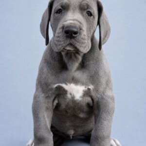 Allegra Great Dane Allegra Great Dane