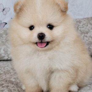 Amar Pomeranian Amar Pomeranian