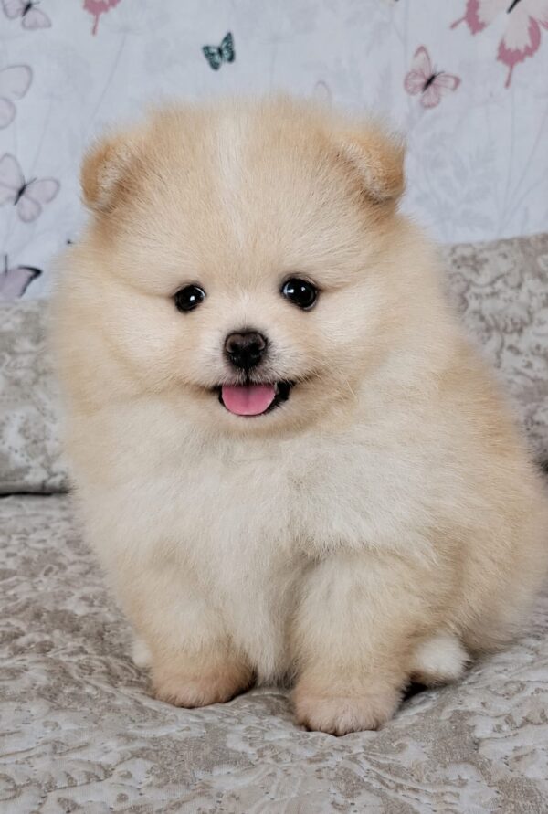 Amar Pomeranian Amar Pomeranian