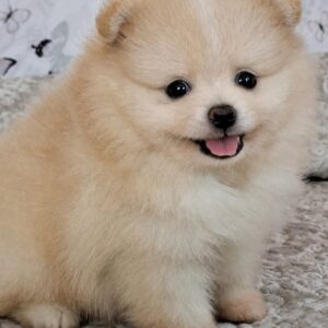 Amar Pomeranian Amar Pomeranian