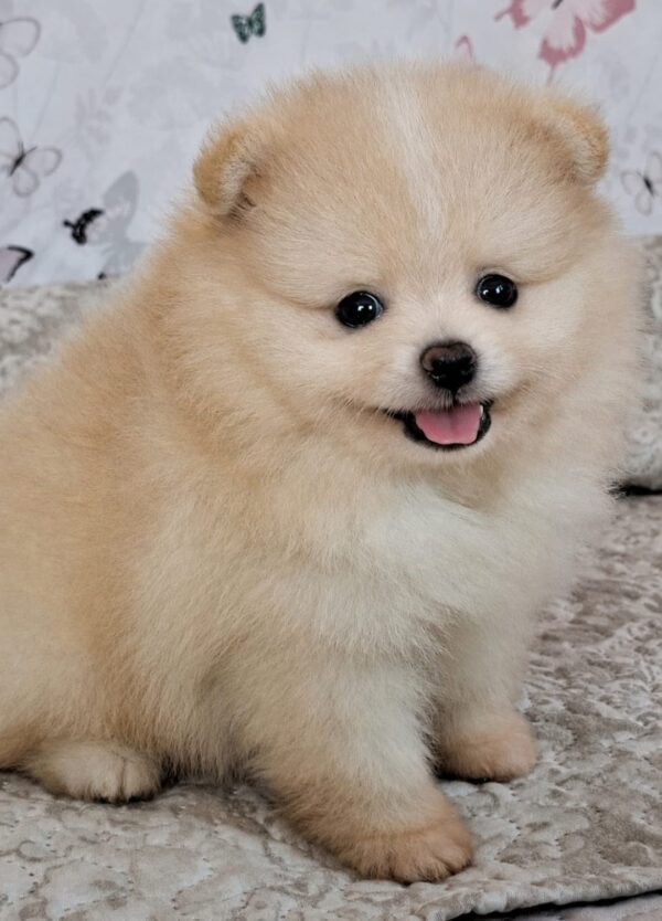Amar Pomeranian Amar Pomeranian