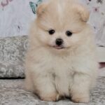 Amar-male-pomeranian-puppy-for-sale- (3)