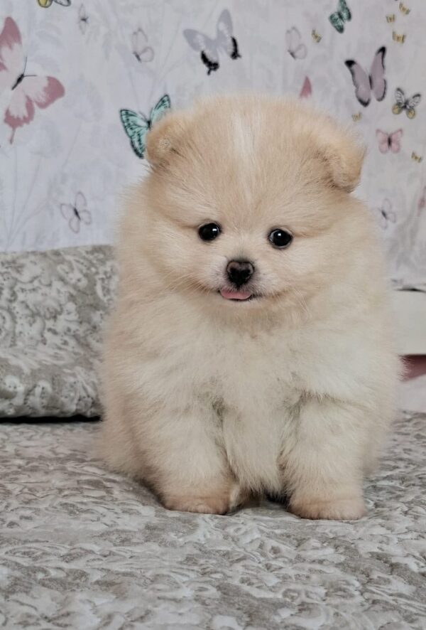 Amar Pomeranian Amar Pomeranian