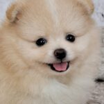 Amar-male-pomeranian-puppy-for-sale- (4)