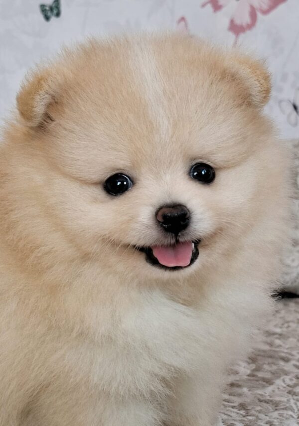Amar Pomeranian Amar Pomeranian