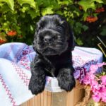 Ameli-female-English-Cocker-Spaniel-puppy-for-sale-1