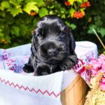 Ameli-female-English-Cocker-Spaniel-puppy-for-sale-2