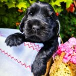 Ameli-female-English-Cocker-Spaniel-puppy-for-sale-3