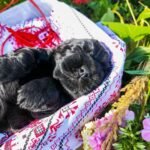 Ameli-female-English-Cocker-Spaniel-puppy-for-sale-4