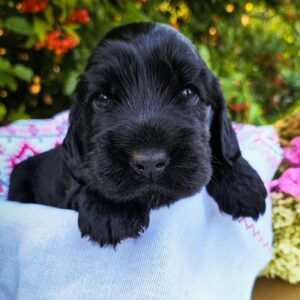 Ameli English Cocker Spaniel Ameli English Cocker Spaniel