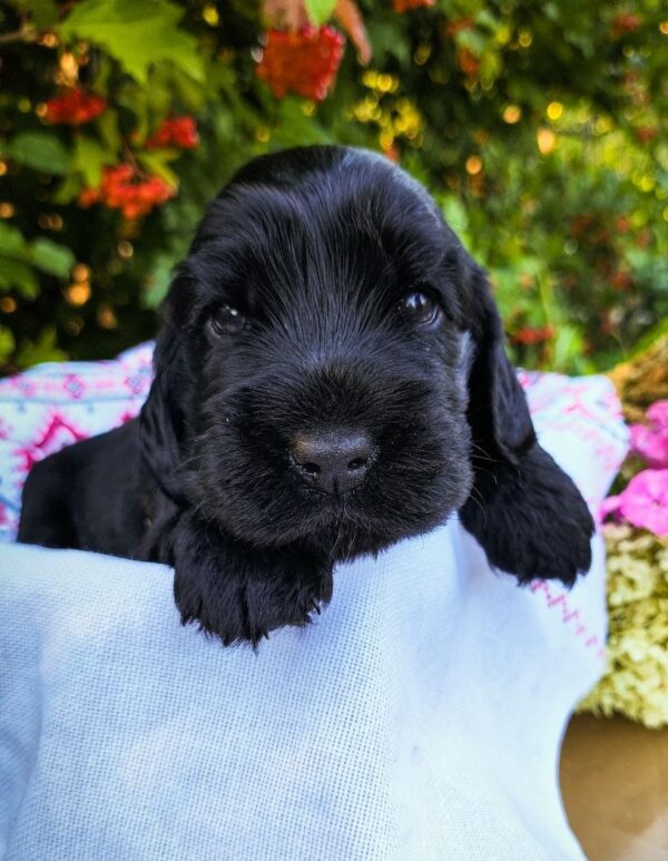 Ameli English Cocker Spaniel Ameli English Cocker Spaniel