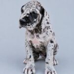 Archer-male-Great-Dane-puppy-for-sale-1