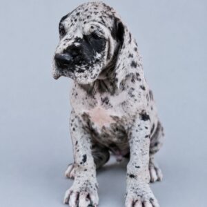 Archer Great Dane Archer Great Dane