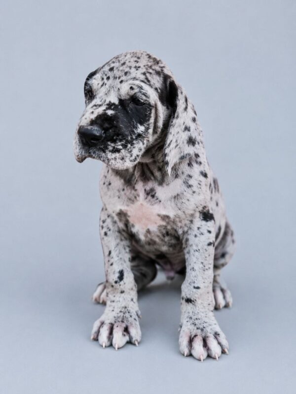 Archer Great Dane Archer Great Dane