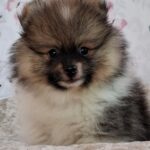 Arwen-male-pomeranian-puppy-for-sale- (1)