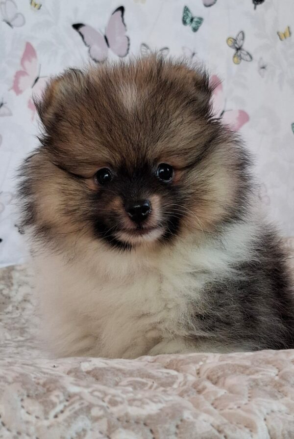Arwen Pomeranian Arwen Pomeranian