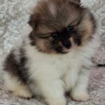 Arwen-male-pomeranian-puppy-for-sale- (1)