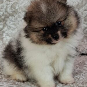 Arwen Pomeranian Arwen Pomeranian
