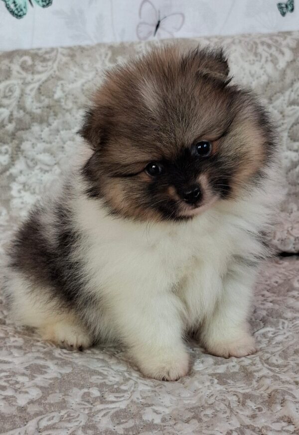 Arwen Pomeranian Arwen Pomeranian