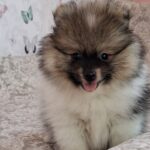 Arwen-male-pomeranian-puppy-for-sale- (2)
