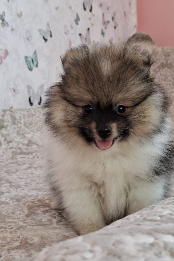 Arwen Pomeranian Arwen Pomeranian