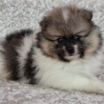 Arwen-male-pomeranian-puppy-for-sale- (2)