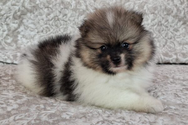 Arwen Pomeranian Arwen Pomeranian