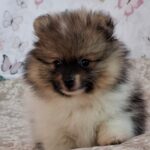 Arwen-male-pomeranian-puppy-for-sale- (3)
