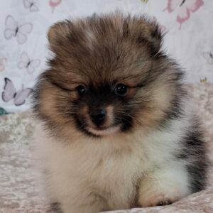 Arwen Pomeranian Arwen Pomeranian