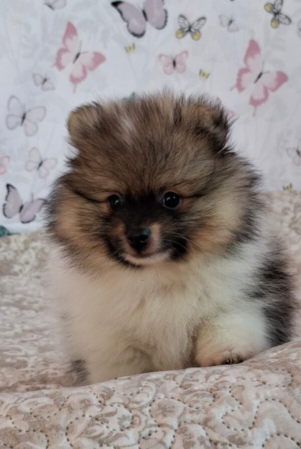 Arwen Pomeranian Arwen Pomeranian