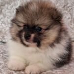 Arwen-male-pomeranian-puppy-for-sale- (3)