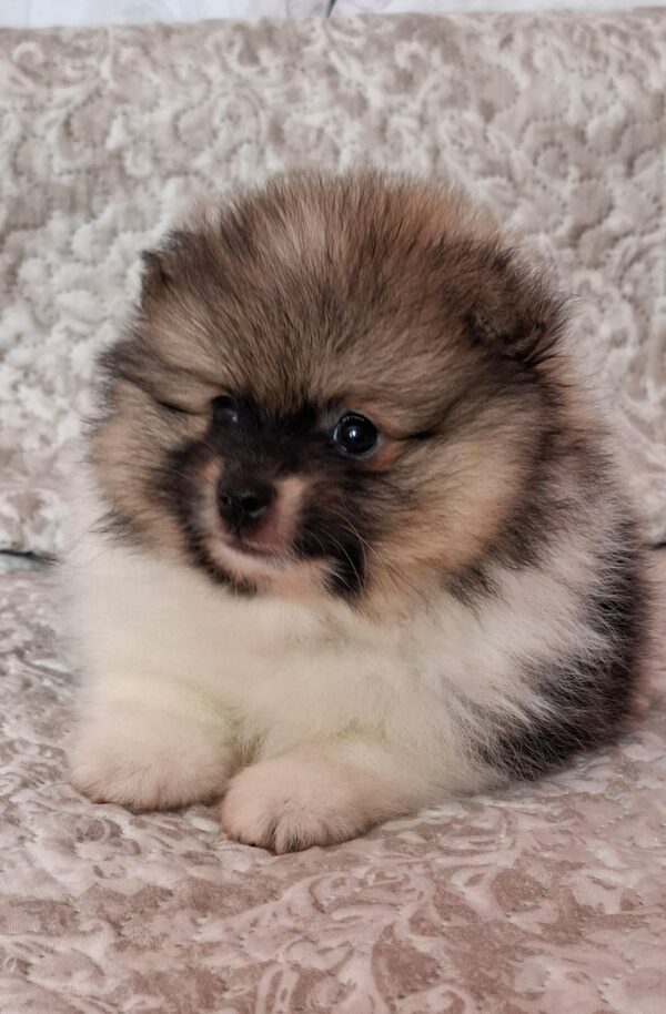 Arwen Pomeranian Arwen Pomeranian