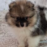 Arwen-male-pomeranian-puppy-for-sale- (4)