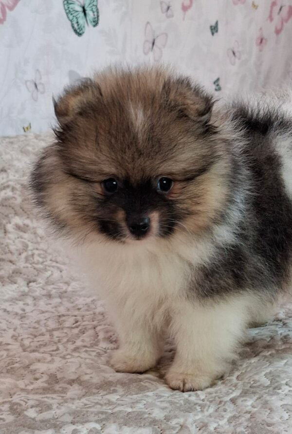 Arwen Pomeranian Arwen Pomeranian