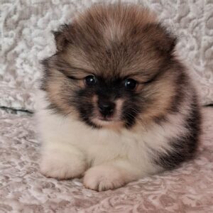 Arwen Pomeranian Arwen Pomeranian