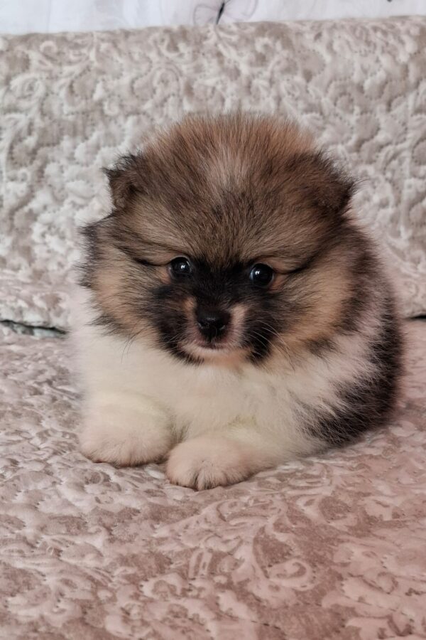 Arwen Pomeranian Arwen Pomeranian