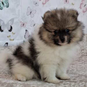 Arwen Pomeranian Arwen Pomeranian