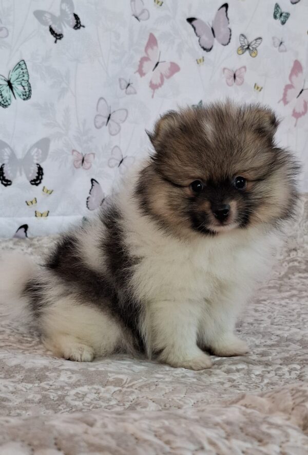 Arwen Pomeranian Arwen Pomeranian