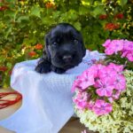 Asher-male-English-Cocker-Spaniel-puppy-for-sale-1