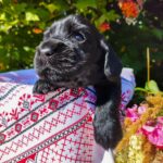 Asher-male-English-Cocker-Spaniel-puppy-for-sale-2