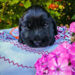 Asher-male-English-Cocker-Spaniel-puppy-for-sale-3