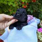 Asher-male-English-Cocker-Spaniel-puppy-for-sale-4