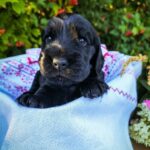 Asher-male-English-Cocker-Spaniel-puppy-for-sale-5