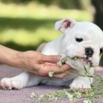Astena-female-English-Bulldog-puppy-for-sale-1 (1)